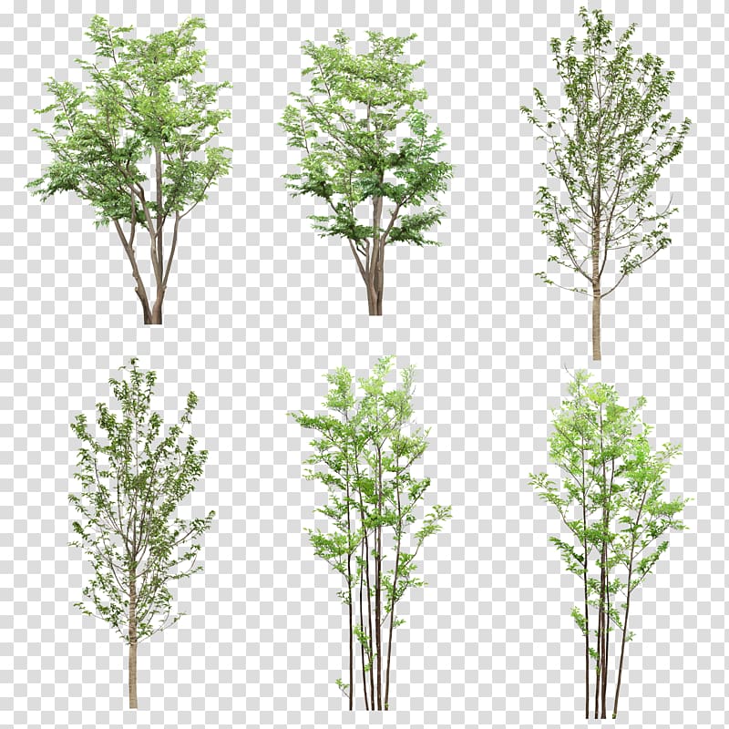 green leafed trees , Tree Resource Computer file, Creative background green trees transparent background PNG clipart
