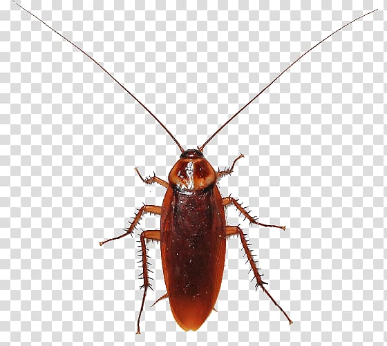 American cockroach Insect Termite Smokybrown cockroach, cockroach transparent background PNG clipart