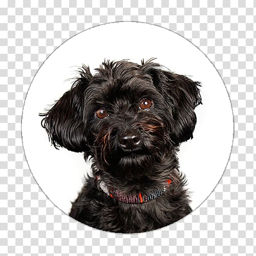 Miniature Schnauzer Schnoodle Affenpinscher Glen Havanese dog, puppy transparent background PNG clipart