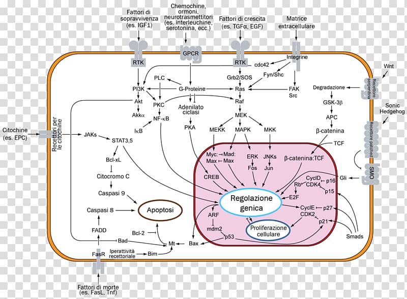 Signal transduction Apoptosis Cell signaling Mdm2, pathway transparent background PNG clipart