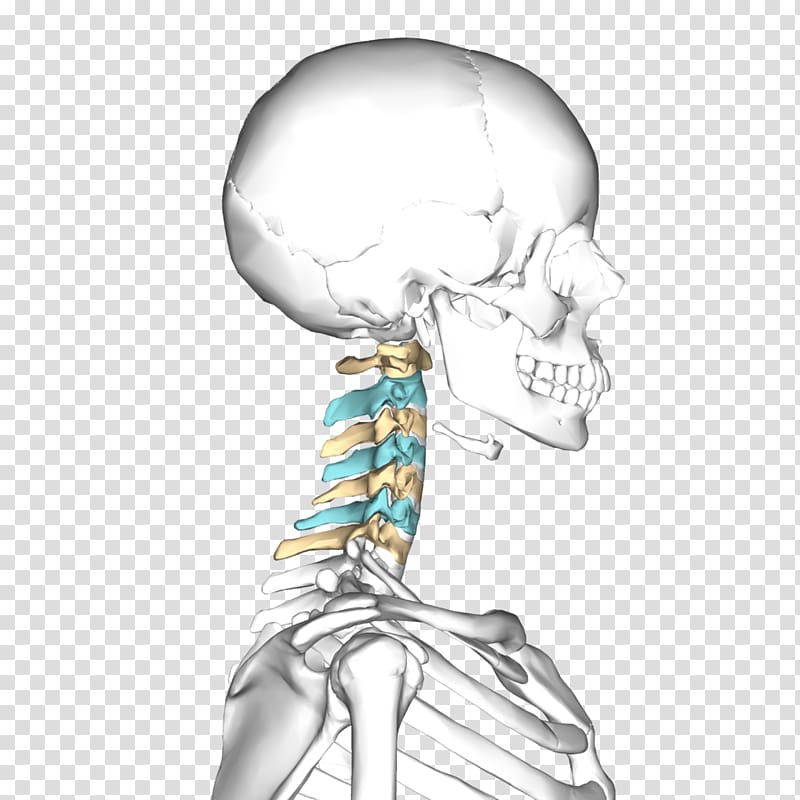 Axis Atlas Cervical vertebrae Bone Vertebral column, vertebral transparent background PNG clipart