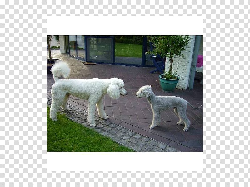 Standard Poodle Lagotto Romagnolo Dog breed Breed group (dog), hunde transparent background PNG clipart
