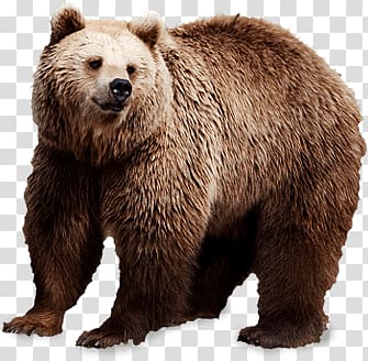 brown bear, Brown Bear transparent background PNG clipart