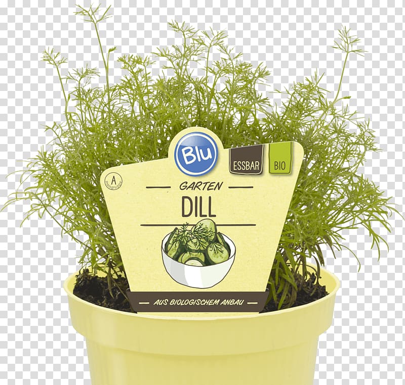 Herb Market garden Garden Center Quadrifoglio Cabbages Flowerpot, dill transparent background PNG clipart