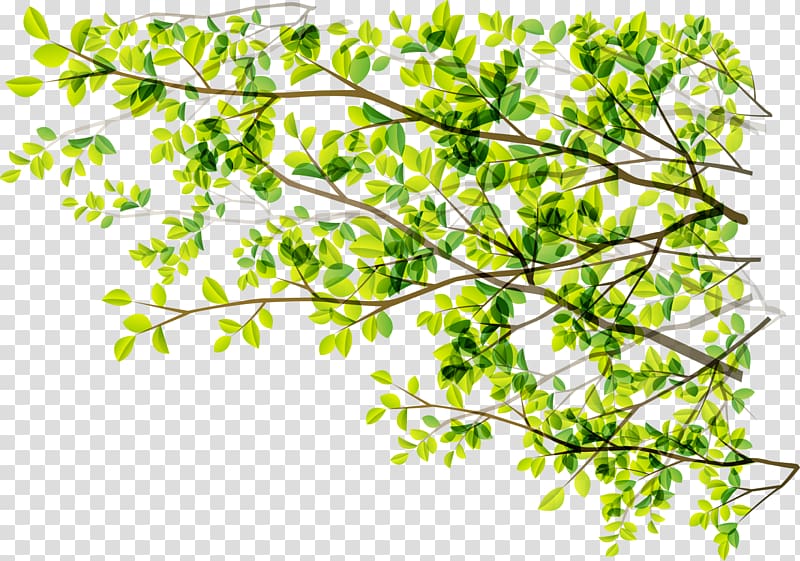 Tree Green Branch Sunlight, Green plant numbers transparent background PNG clipart