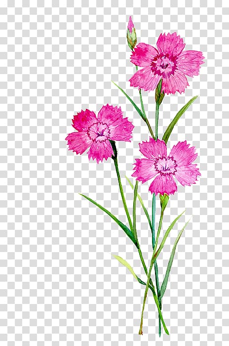 pink petaled flowers , Carnation Flower Watercolor painting Illustration, watercolor flowers transparent background PNG clipart
