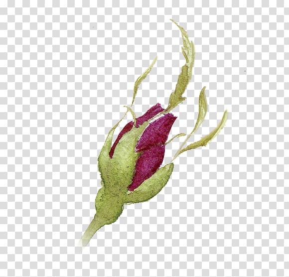 Watercolor painting Ink, Color pencil rosebuds transparent background PNG clipart