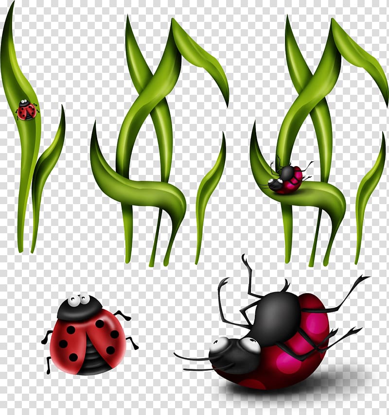 Insect Coccinella septempunctata ,,painted grass transparent background PNG clipart