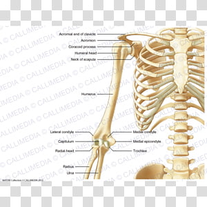 Human Skeleton Human Body Thorax Anatomy Upper Limb Arm Transparent Background Png Clipart Hiclipart