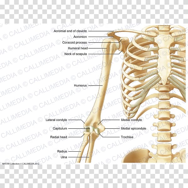 Human skeleton Human body Thorax Anatomy Upper limb, arm transparent background PNG clipart