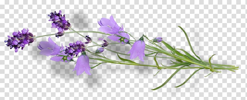 Violet Flower Lilac Lavender , тепло transparent background PNG clipart