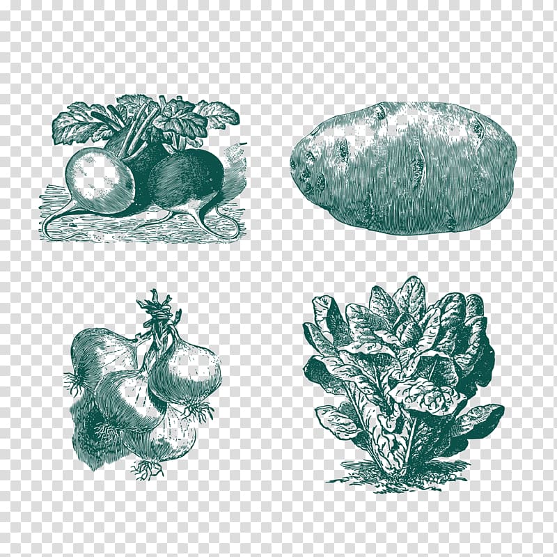 Vegetable Euclidean , Vegetable sketch transparent background PNG clipart