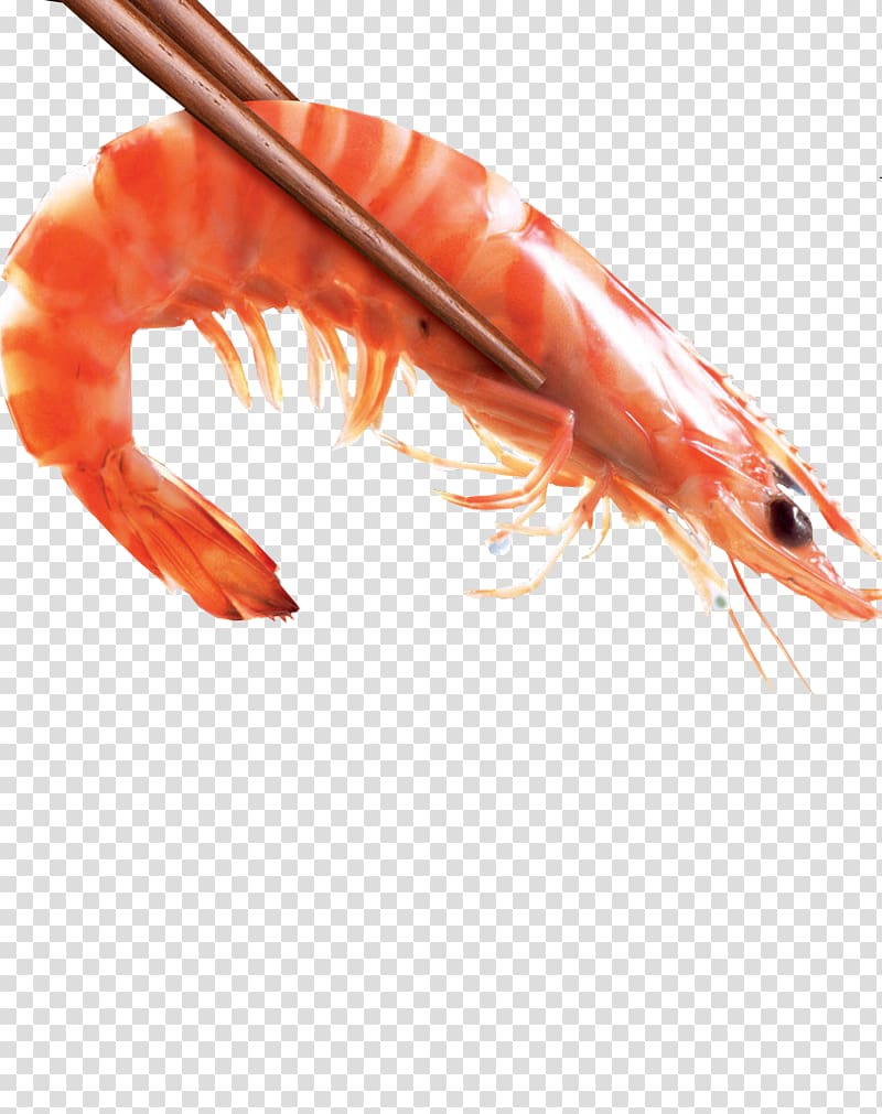 oil boiled shrimp cooked shrimp transparent background PNG clipart