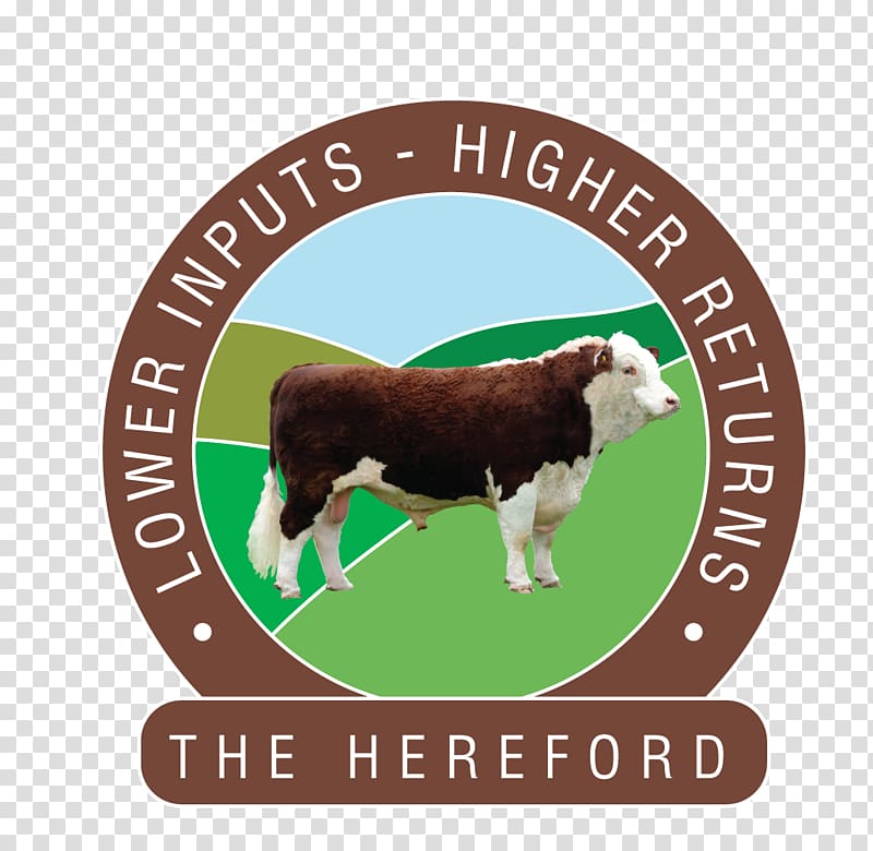 Hereford cattle Beefmaster Beef cattle Angus cattle Limousin cattle, Hereford Cow Outline transparent background PNG clipart