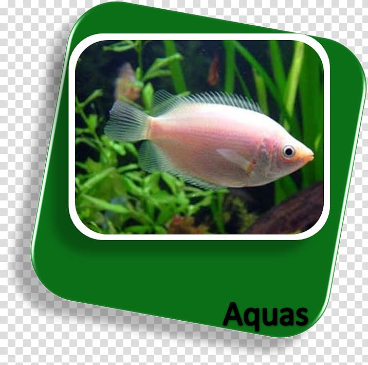 Goldfish Siamese fighting fish Kissing gourami Aquariums, fish transparent background PNG clipart