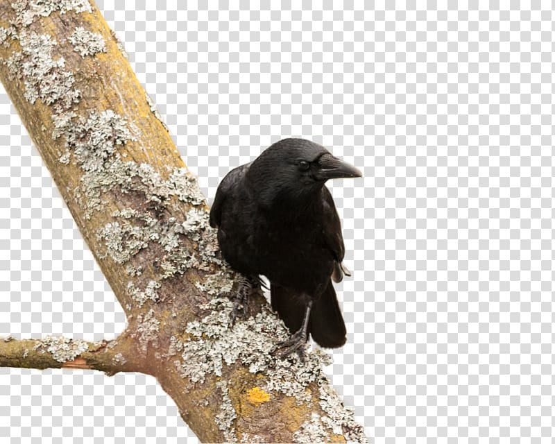 American crow New Caledonian crow Bird Common raven, Tree crow transparent background PNG clipart