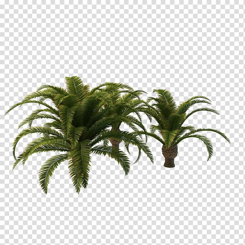 green palm tree illustration, Arecaceae Tree Vascular plant , Long Palm Tree transparent background PNG clipart