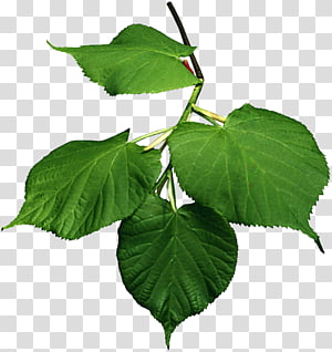 Tree Leaf , Leaf transparent background PNG clipart thumbnail
