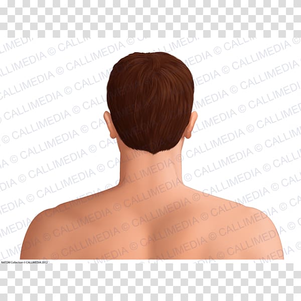 Shoulder Hair coloring, Head and neck transparent background PNG clipart