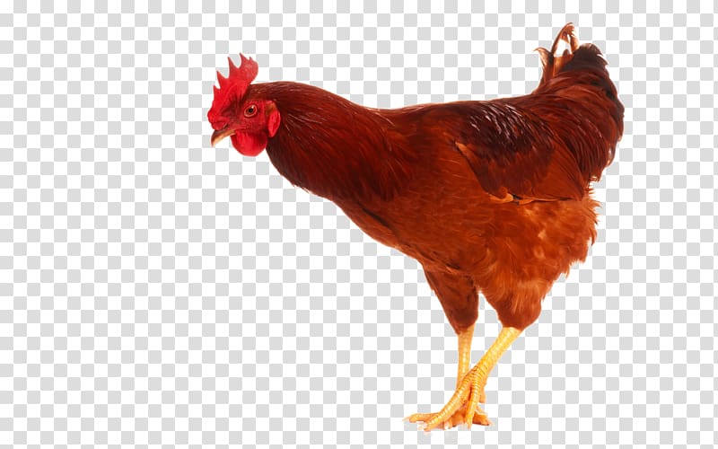 Chicken High-definition television Display resolution , Cock transparent background PNG clipart
