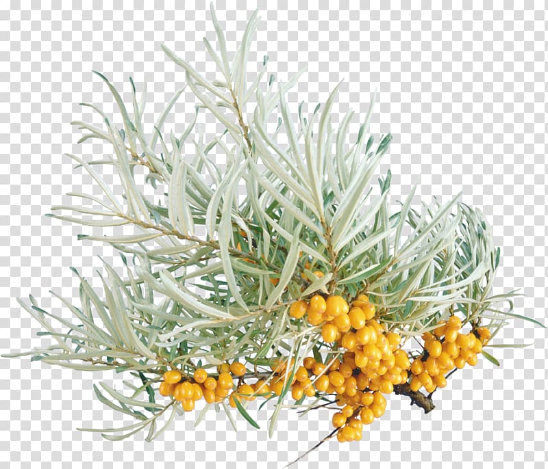 Papua New Guinea Sea Plant, Sea buckthorn transparent background PNG clipart