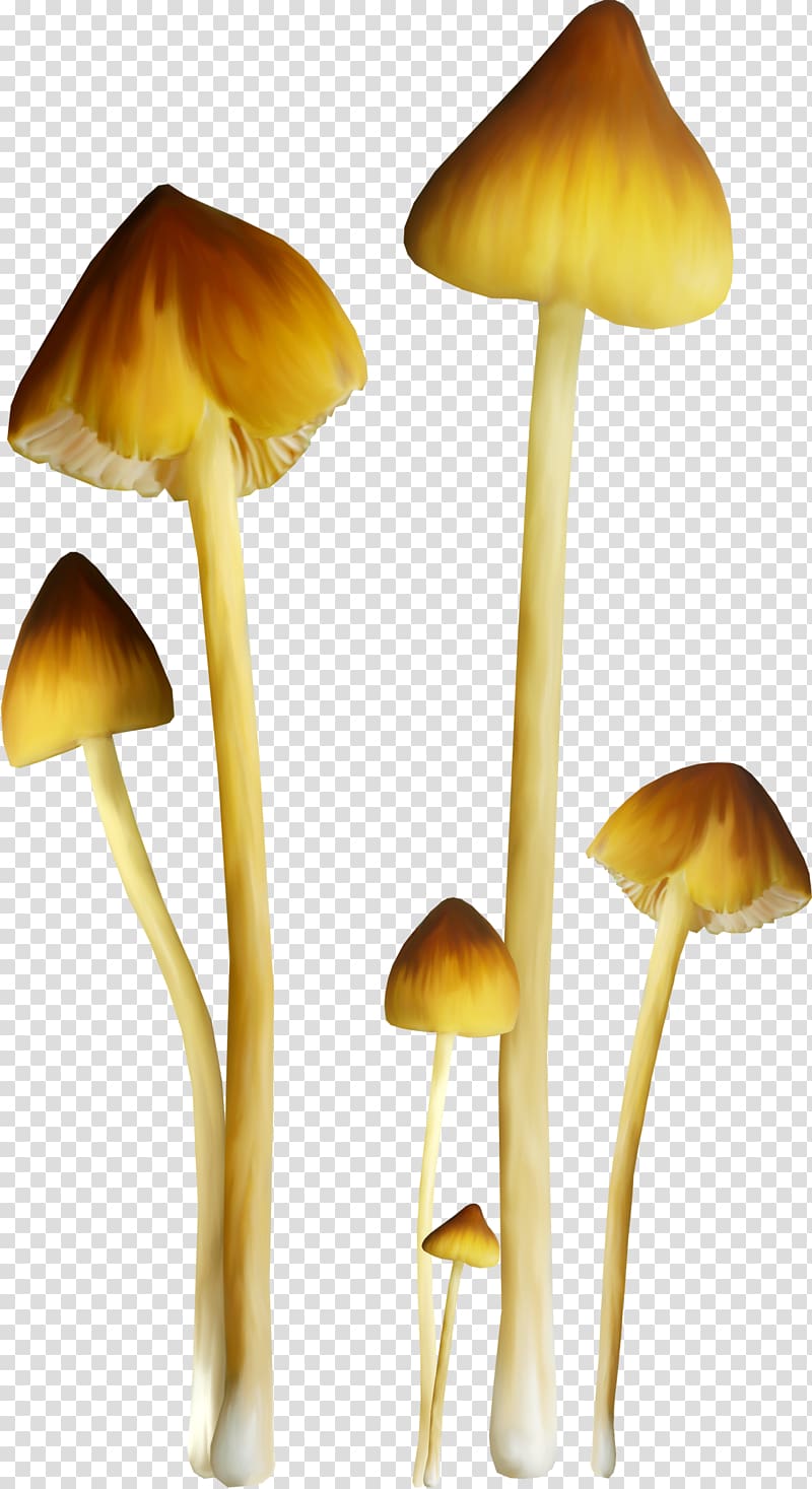 Fungus Mushroom Amanita , diy mushrooms transparent background PNG clipart