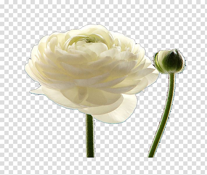 Petal Cut flowers White Plant stem, White Rose Creative transparent background PNG clipart