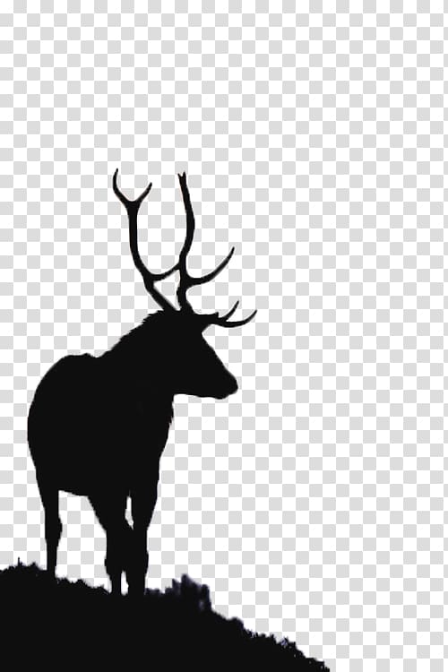 River Glass, Strathglass Beauly Firth Red deer Elk, Deer Movies transparent background PNG clipart