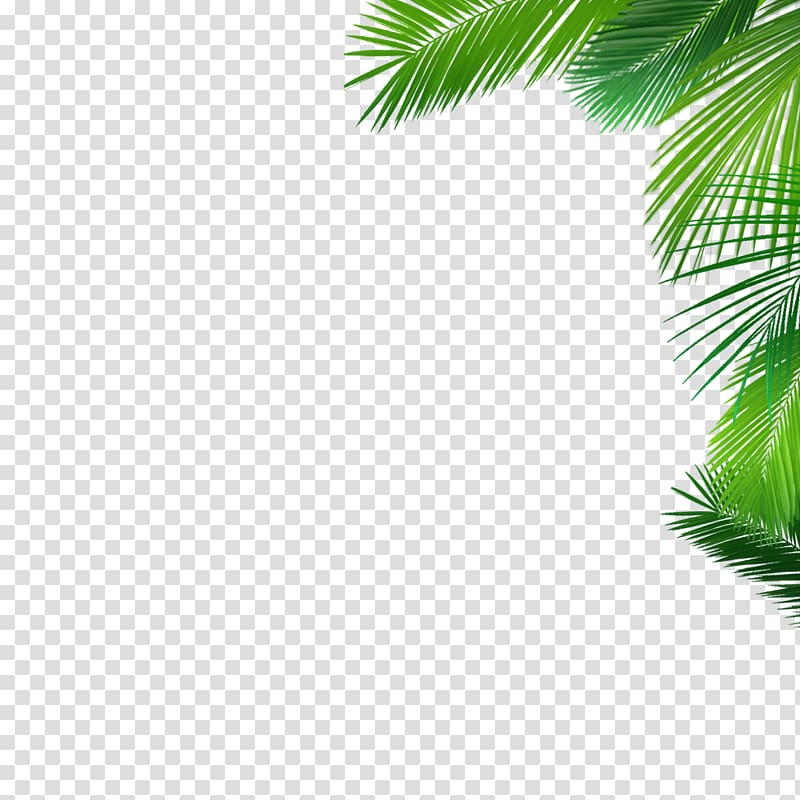 Asian palmyra palm Coconut Date palm Desktop Evergreen, coconut transparent background PNG clipart