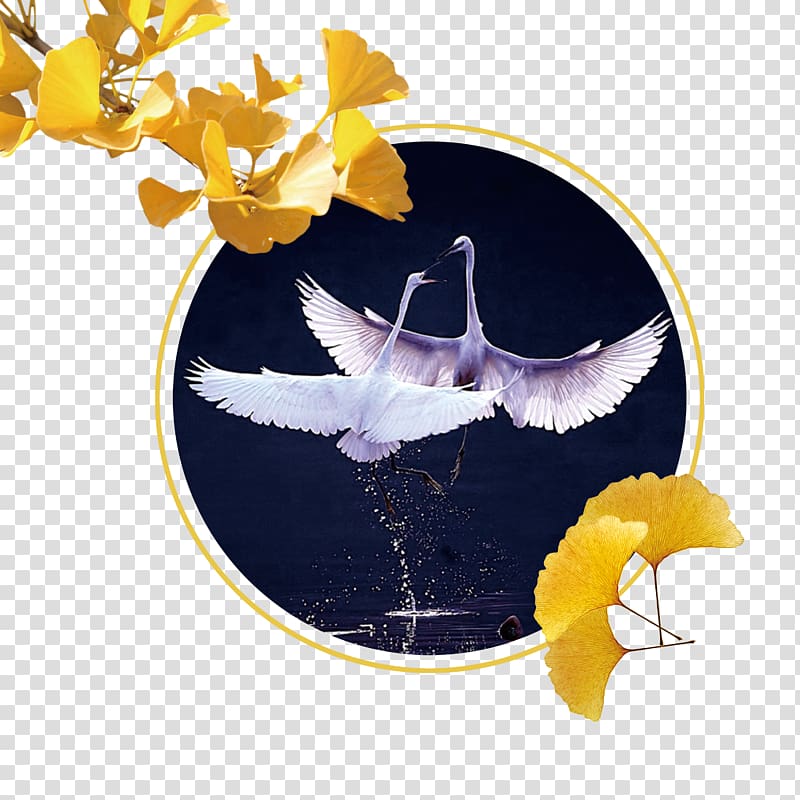 Bailu , Swan window transparent background PNG clipart