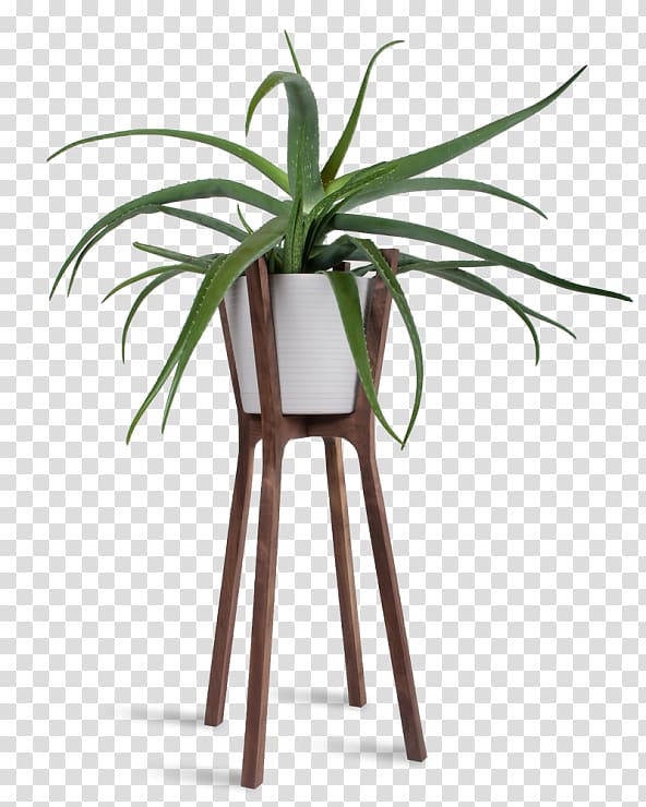 Woody plant Flowerpot Table Houseplant, plant transparent background PNG clipart