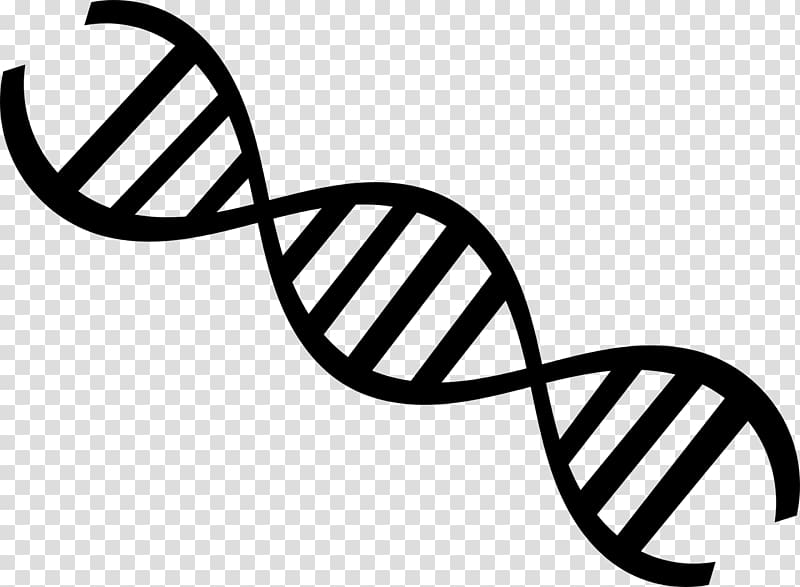 DNA profiling Nucleic acid double helix DNA paternity testing, transparent background PNG clipart