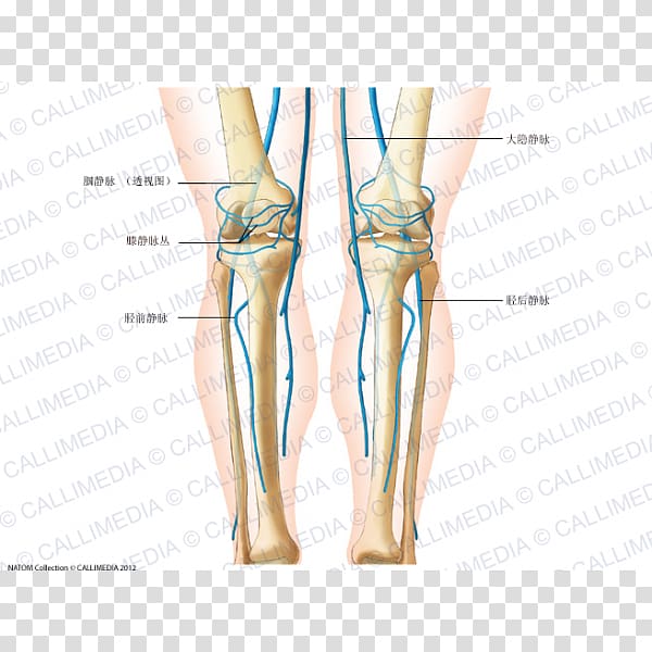 Finger Knee Vein Human leg Coronal plane, thigh transparent background PNG clipart