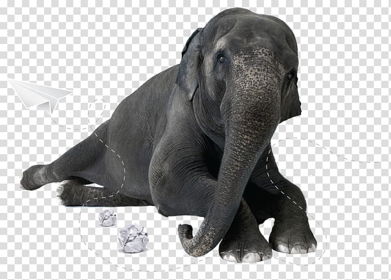 Elephantidae Business, Business transparent background PNG clipart