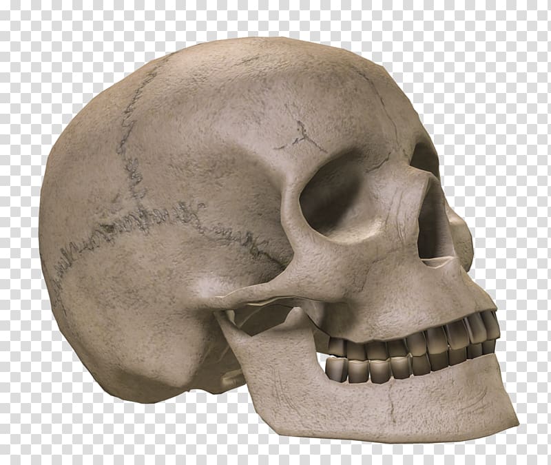 Skull Bone Skeleton, skulls transparent background PNG clipart