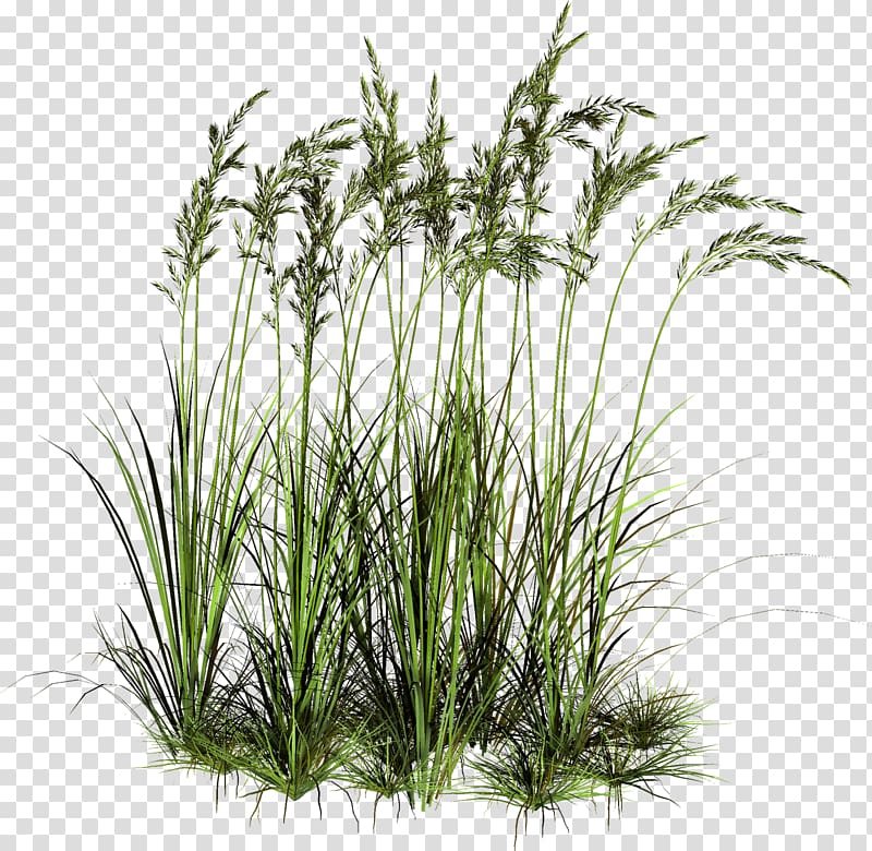 linear green leafed plants, Rendering Plant , Tall Grass Pic transparent background PNG clipart