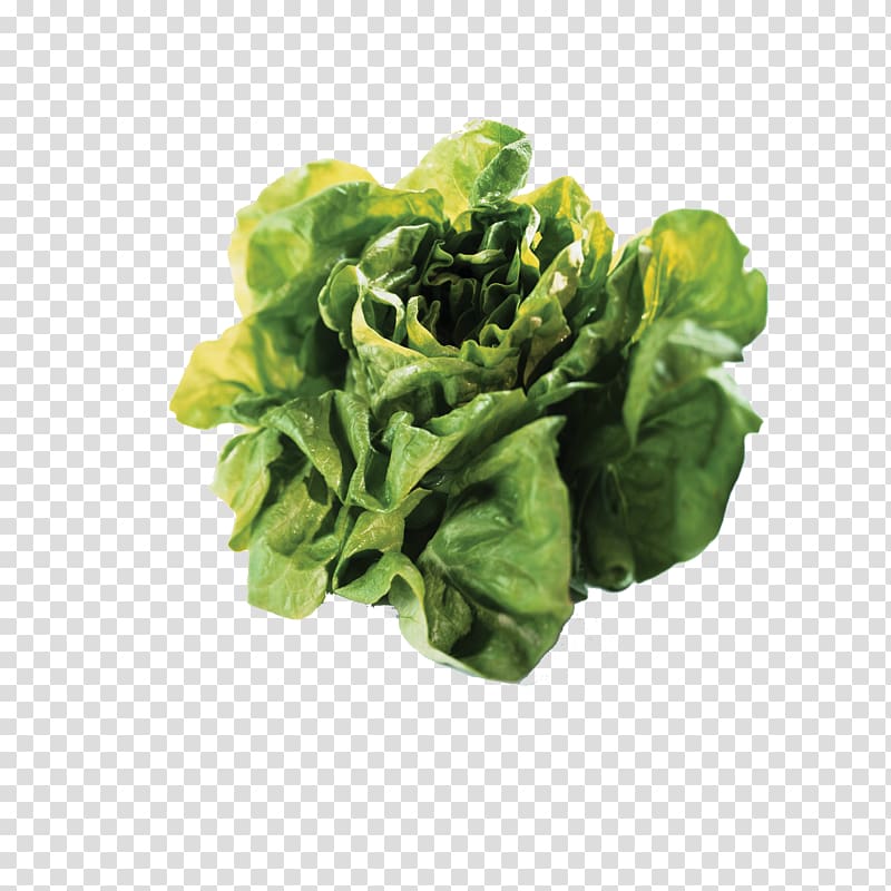 Ukraine Food OLX Child, White cabbage transparent background PNG clipart