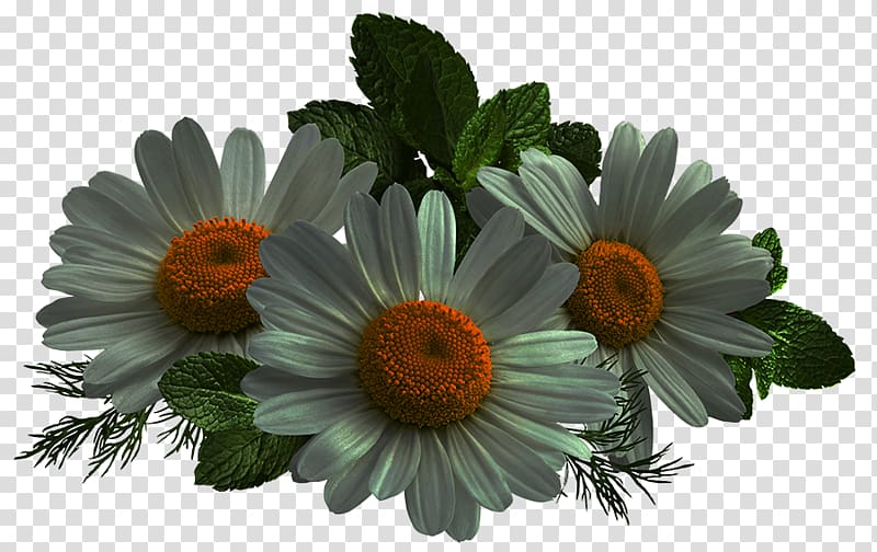 Common daisy Cut flowers Transvaal daisy Oxeye daisy Aster, papatya transparent background PNG clipart