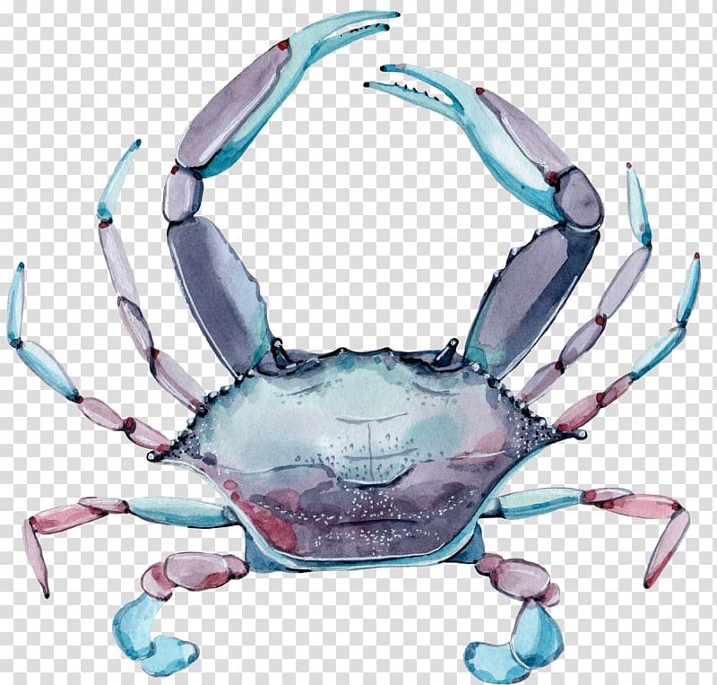 Dungeness crab Illustration, Color crabs transparent background PNG clipart