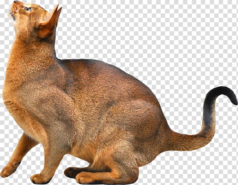 Abyssinian Somali cat Kitten Dog Breed, kitten , free transparent background PNG clipart