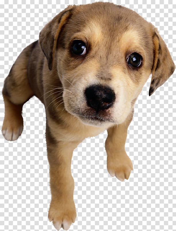 Pet Cat Labrador Retriever Dog breed Dog Toys, MASCOTAS transparent background PNG clipart