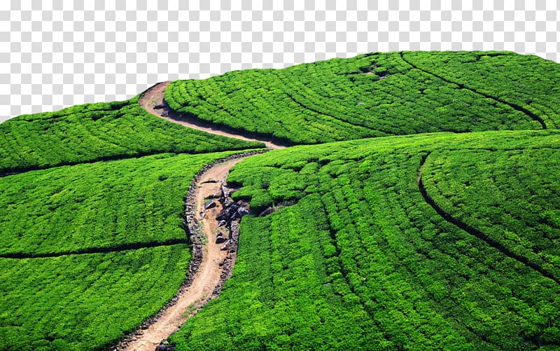 Green tea Tea production in Sri Lanka Cha Pu Tea garden, Large area of ​​tea fields transparent background PNG clipart
