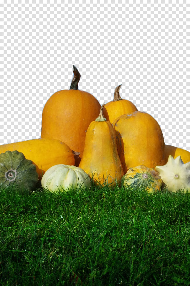 Pumpkin Calabaza Gourd Winter squash Harvest, pumpkin transparent background PNG clipart