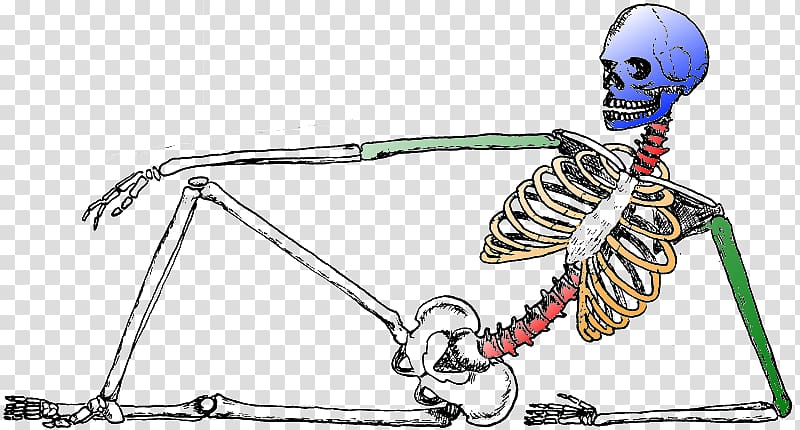 Human skeleton Bone Biology Joint, biologie transparent background PNG clipart