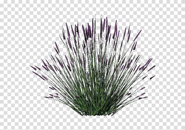 green grass, Lavender Shrub Plant .dwg, lavender transparent background PNG clipart