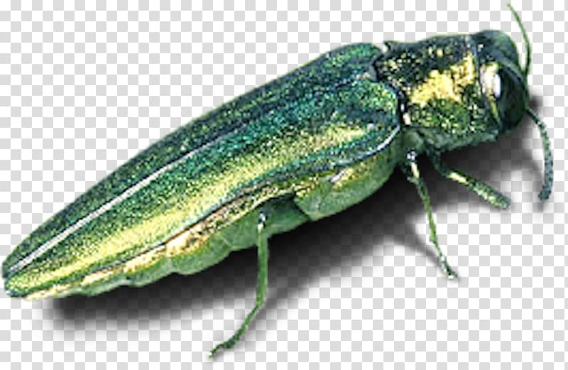 Emerald ash borer Beetle Tree Invasive species, beetle transparent background PNG clipart