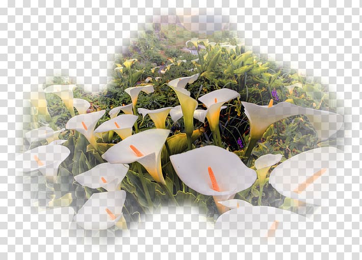 Arum-lily Flower Annual plant Landscape, flower transparent background PNG clipart