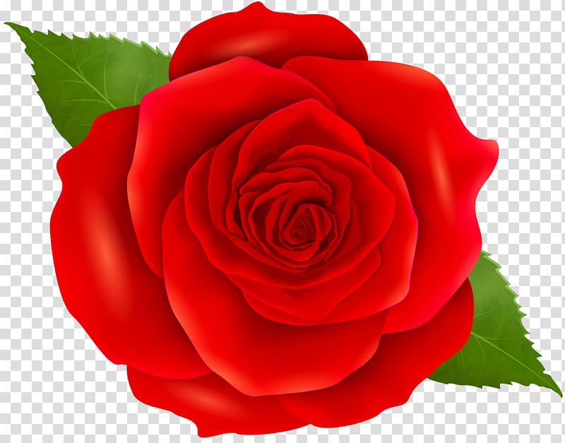 Icon , Red Rose transparent background PNG clipart