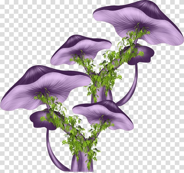 Cut flowers Drawing Floral design Petal, champignon transparent background PNG clipart