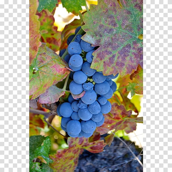 Common Grape Vine Ukiah Cox Vineyard, grape transparent background PNG clipart